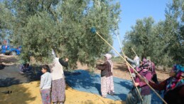 Mudanya’dan bu yıl 4 bin 500 ton zeytin çıktı