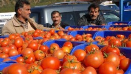 Domatesin Fiyatını Gören İnanamıyor