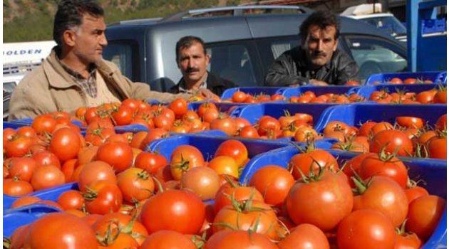 Domatesin Fiyatını Gören İnanamıyor