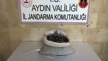 Efeler’de bir bahçeden 300 kilo zeytin çalındı