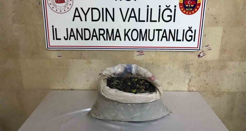 Efeler’de bir bahçeden 300 kilo zeytin çalındı