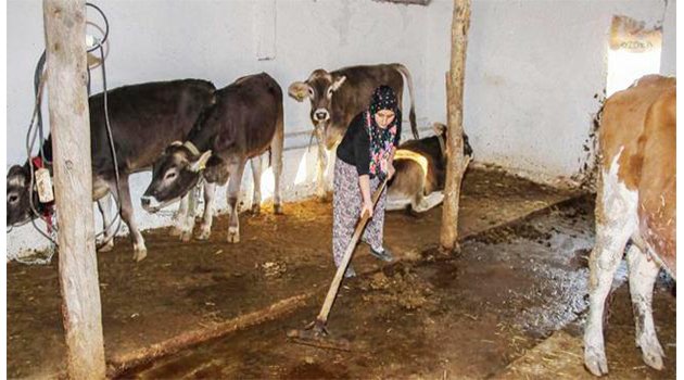 Hayvancılara Hibe Desteği Sağlanacak