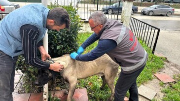 Vize’de kedi, köpek ve gelincikler kayıt altına alınıyor