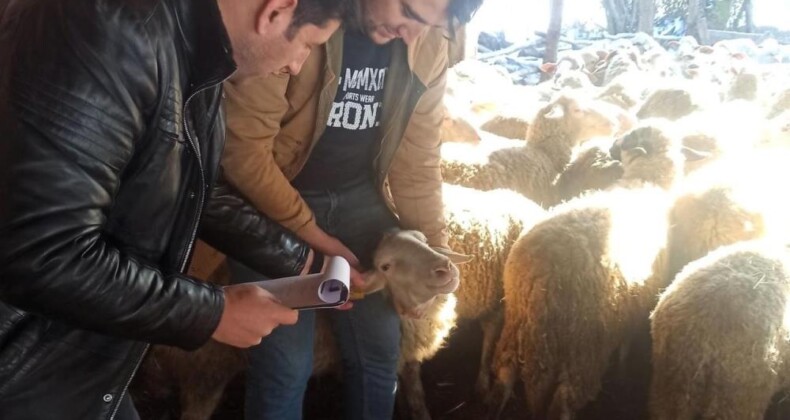 Kırklareli’nde küçükbaş hayvanlar hastalıklara karşı aşılanıyor