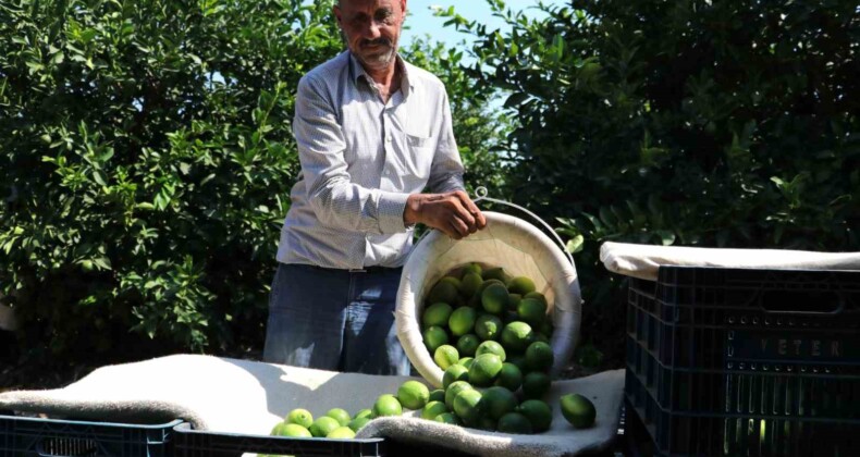 Adanalı çiftçiler yeşillenme hastalığına karşı teyakkuzda