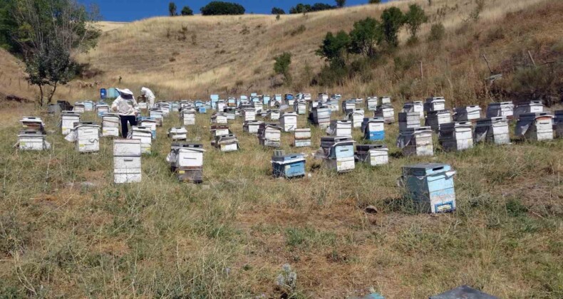 Nakliye giderleri gezgin arıcıları olumsuz etkiledi