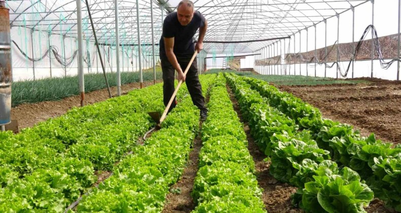 İnşaat işiyle uğraşıyordu, oğlunun tavsiyesi ile sera kurup üretime başladı