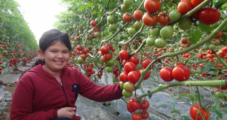 Mersin’de örtü altı domates hasadı başladı