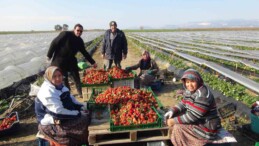 Mersin’de örtü altında çilek hasadı sürüyor