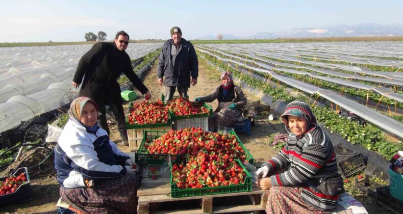 Mersin’de örtü altında çilek hasadı sürüyor