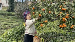 Rizeli çiftçiler yazın çay, kışın mandalina toplayarak geçimlerini sağlıyor