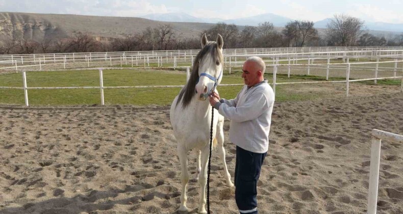 Sultansuyu’nda milyonluk taylar için modern tavlalar inşa ediliyor