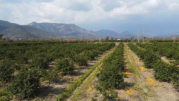 Adana’da para etmeyen narenciye bahçede kaldı