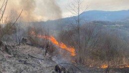 Artvin’de orman yangını