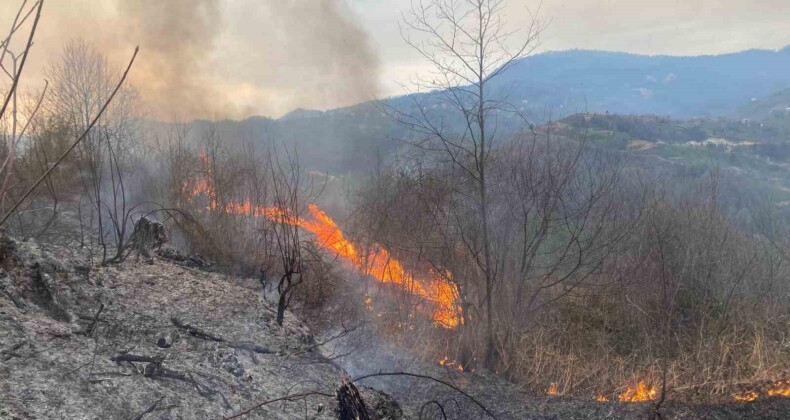 Artvin’de orman yangını