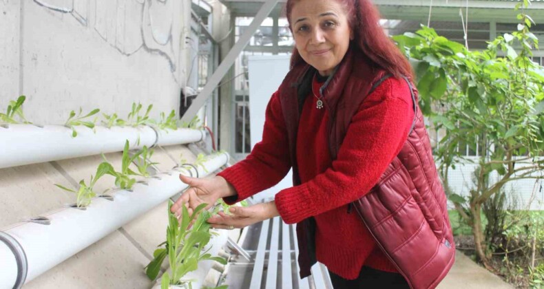 Depremzede kadının PVC boru içinde yetiştirdiği ürünler gelir kapısı oldu