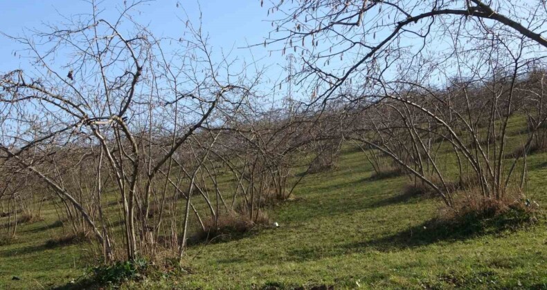 Havaların sıcak gitmesi fındıkta verim endişesine neden oldu